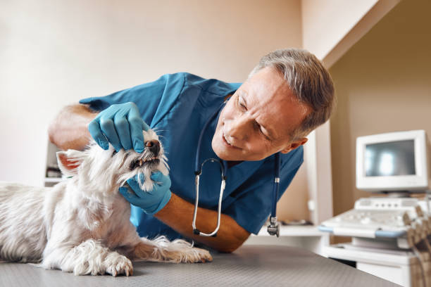 Best Emergency Denture Repair in Kaloko, HI